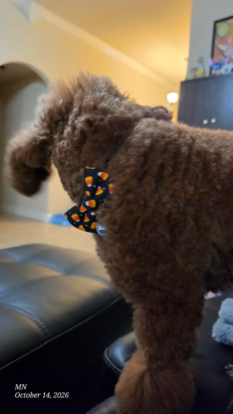 Customer photo review of Candy Corn Dog Bow Tie or Cat Bow Tie – Halloween Fall Pet Accessory