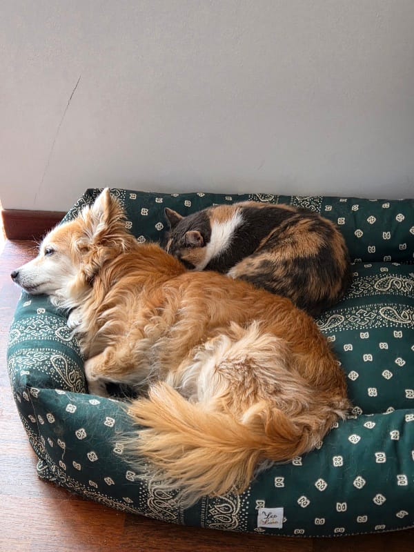 Customer photo review of Cuccia Divanetto Cani Bandana Verde | Made in Italy