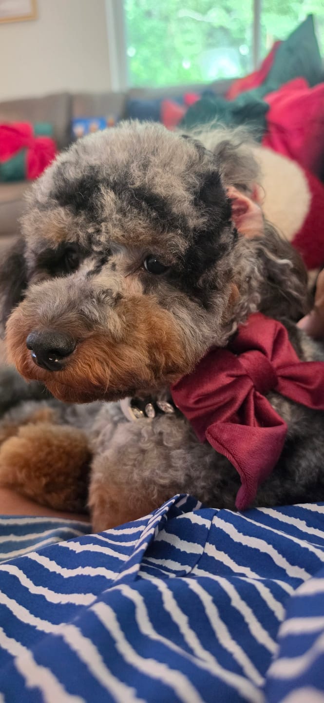 Customer photo review of Merlot Velvet - Dog Sailor Bowtie