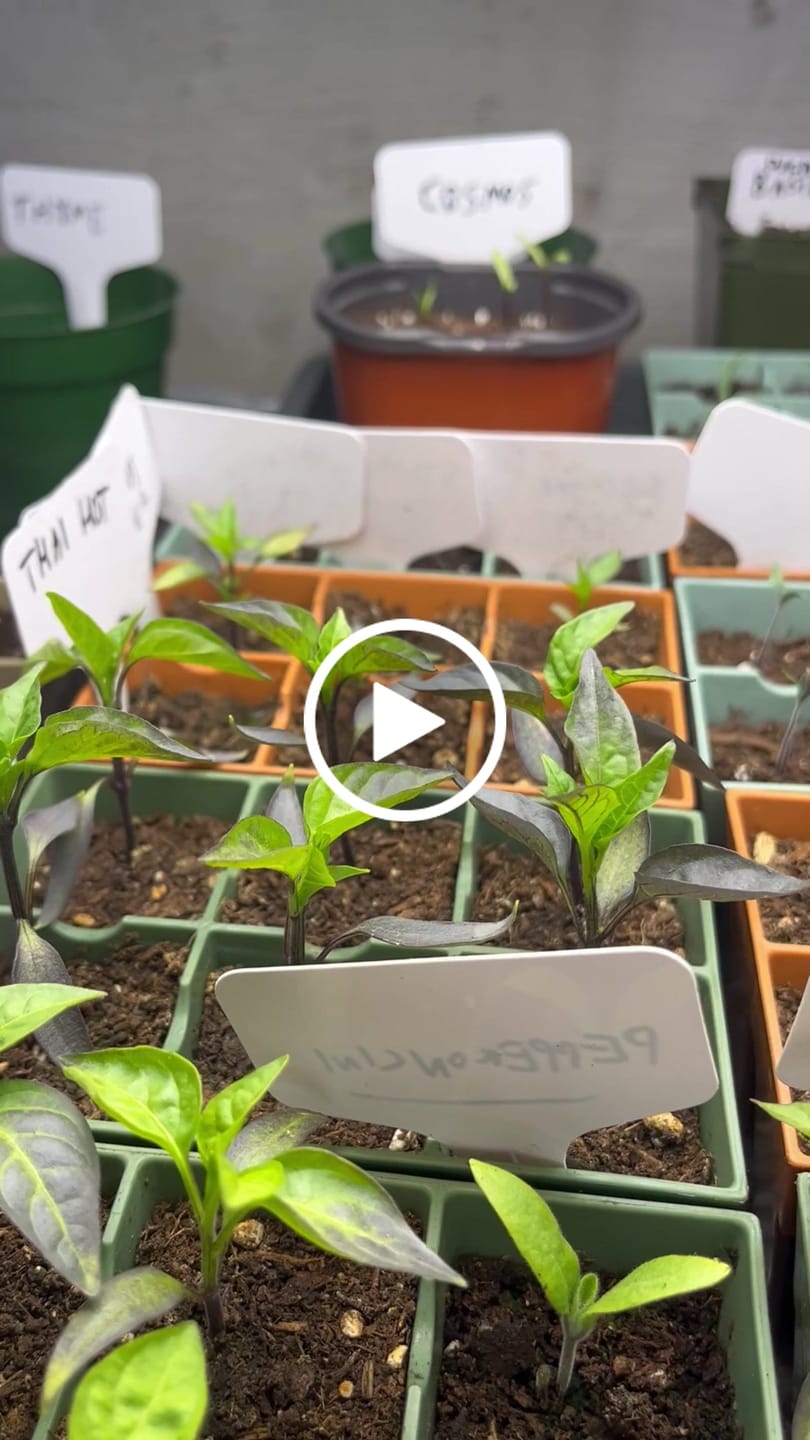 Customer video review of Seed Starting Kit