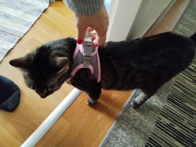 Customer photo review of Harnais Anti-Fugue pour Chat