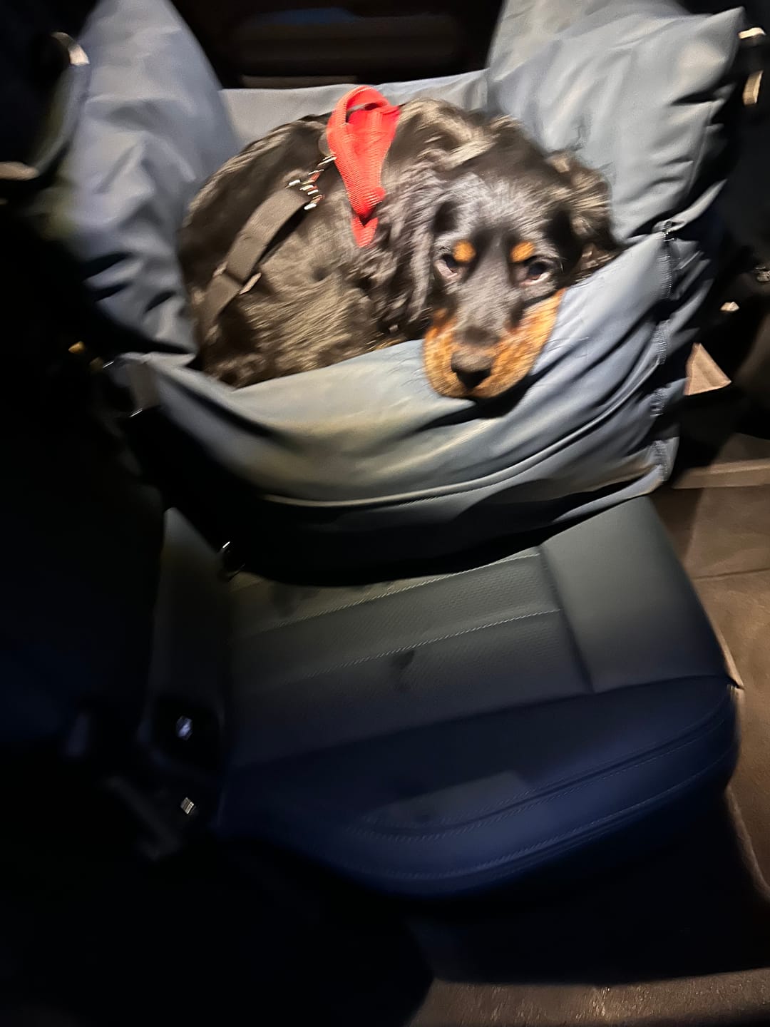 Customer photo review of Dog Dock V2 New & Improved ISO Fix