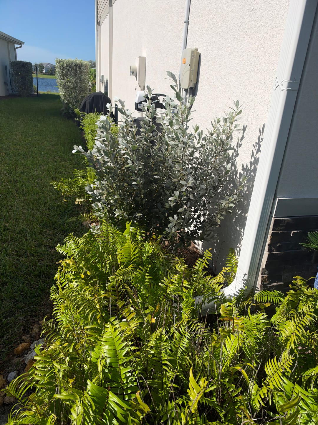 Customer photo review of Silver Buttonwood