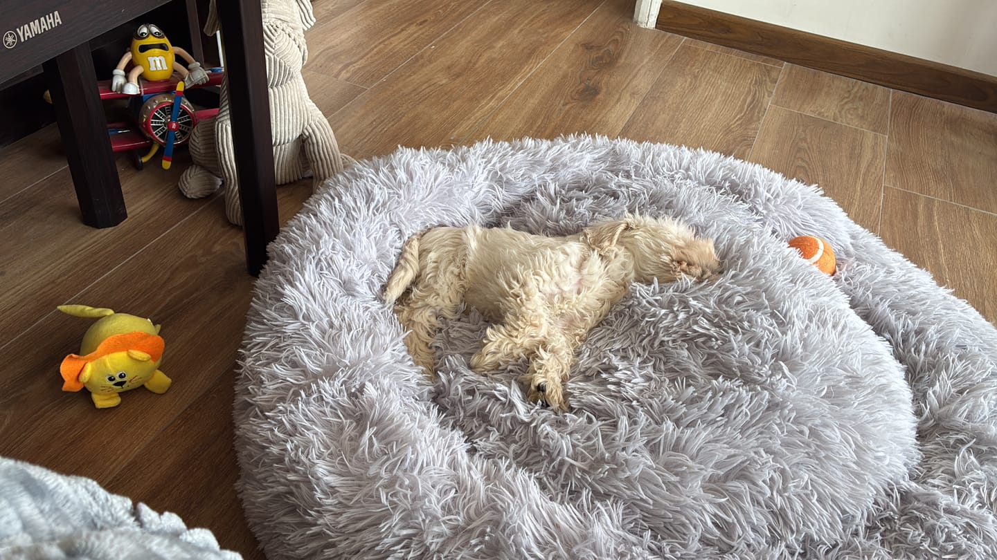 Customer photo review of Cama Anti-Estrés THE DOGS — Menos ansiedad, más descanso