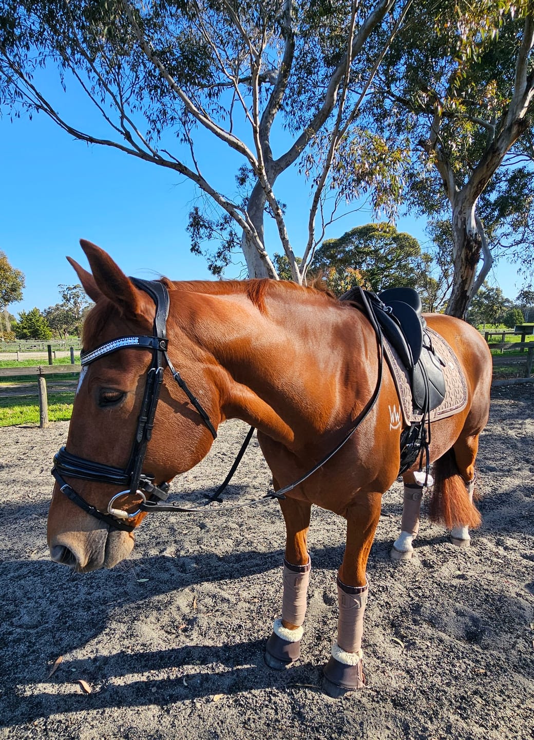 Customer photo review of Ulcer Armour+ | Gastric Support for Horses