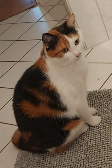 Customer photo review of Naturreines Katzenstreu