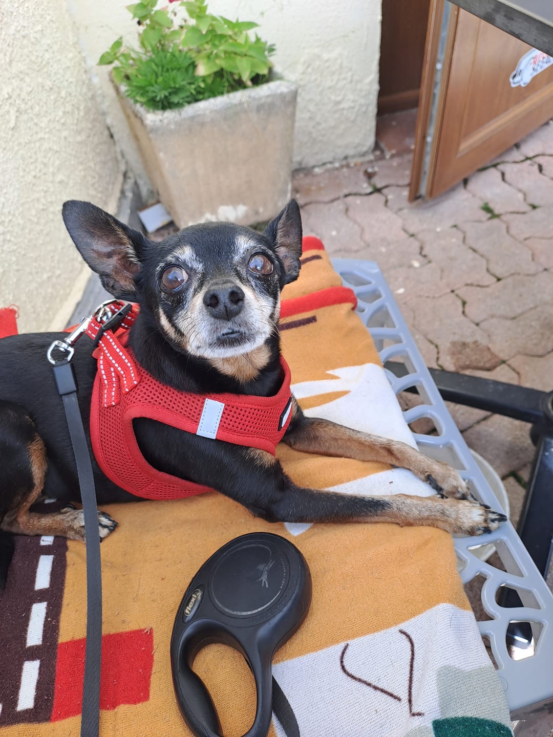 Customer photo review of Friandises Moelleuses Poulet Frais - Chien