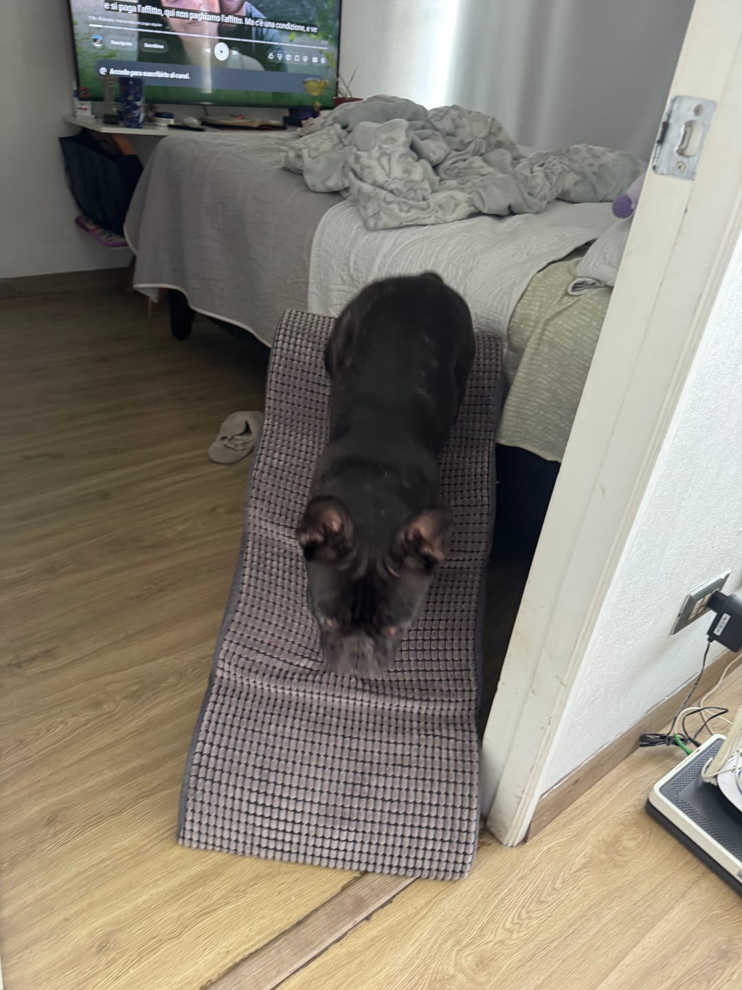 Customer photo review of Rampa Pendiente Suave THE DOGS