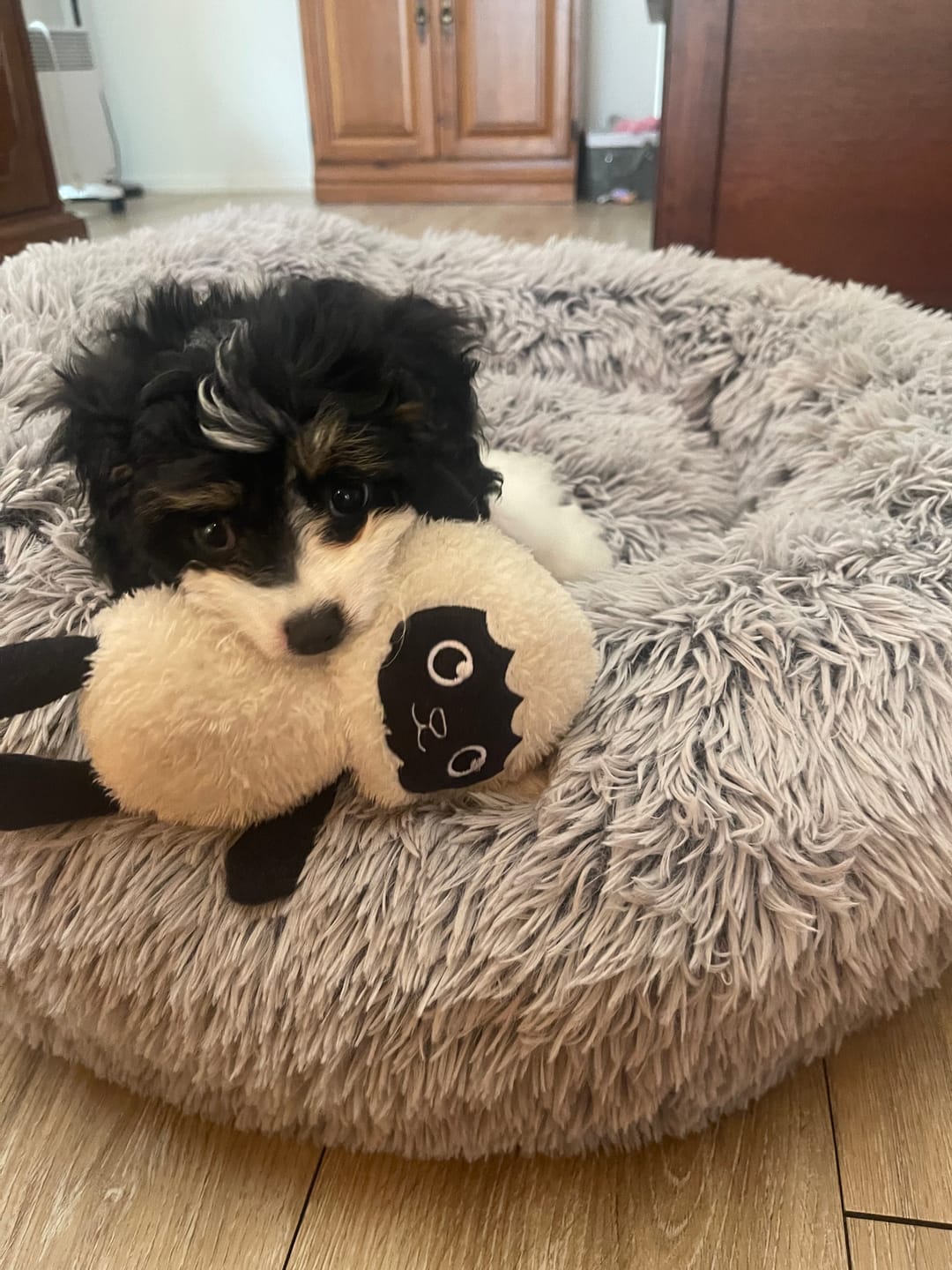 Customer photo review of Calming Pet Bed with Removable Cover
