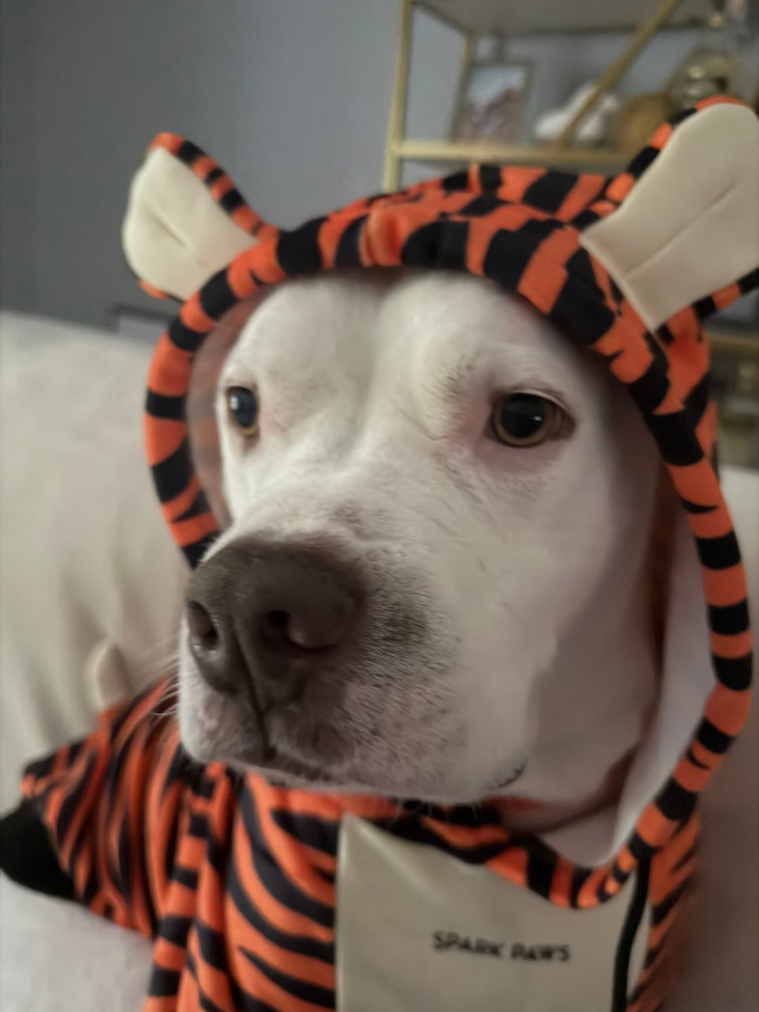 Customer photo review of Halloween Dog Hoodie - Tiger
