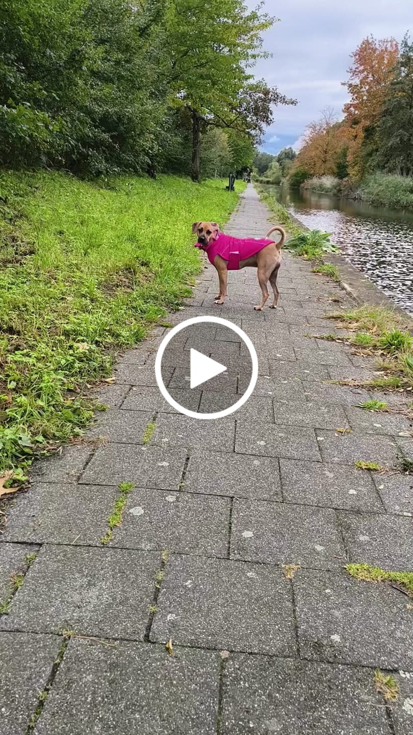 Customer video review of Dog Coat With Zip - Shower Proof - Carminerose