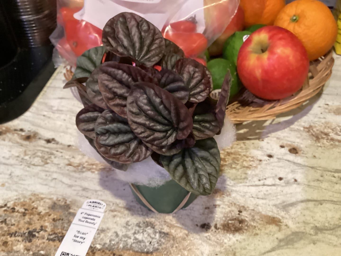 Customer photo review of Peperomia caperata 'Red Beauty'