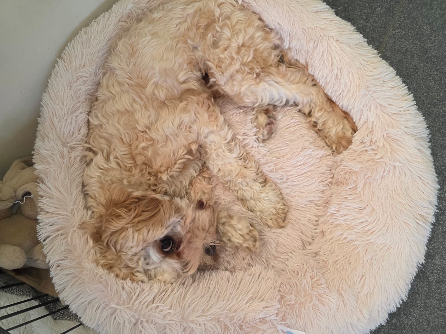 Customer photo review of Pet Perfect Fluffy Donut Hondenmand - Rond - Wasbaar