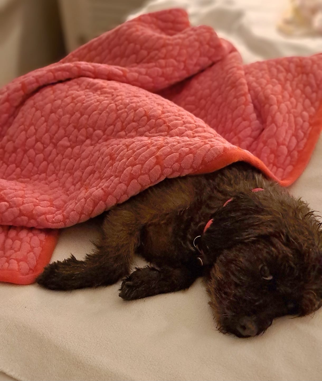 Customer photo review of Studio Blanket Hundedecke