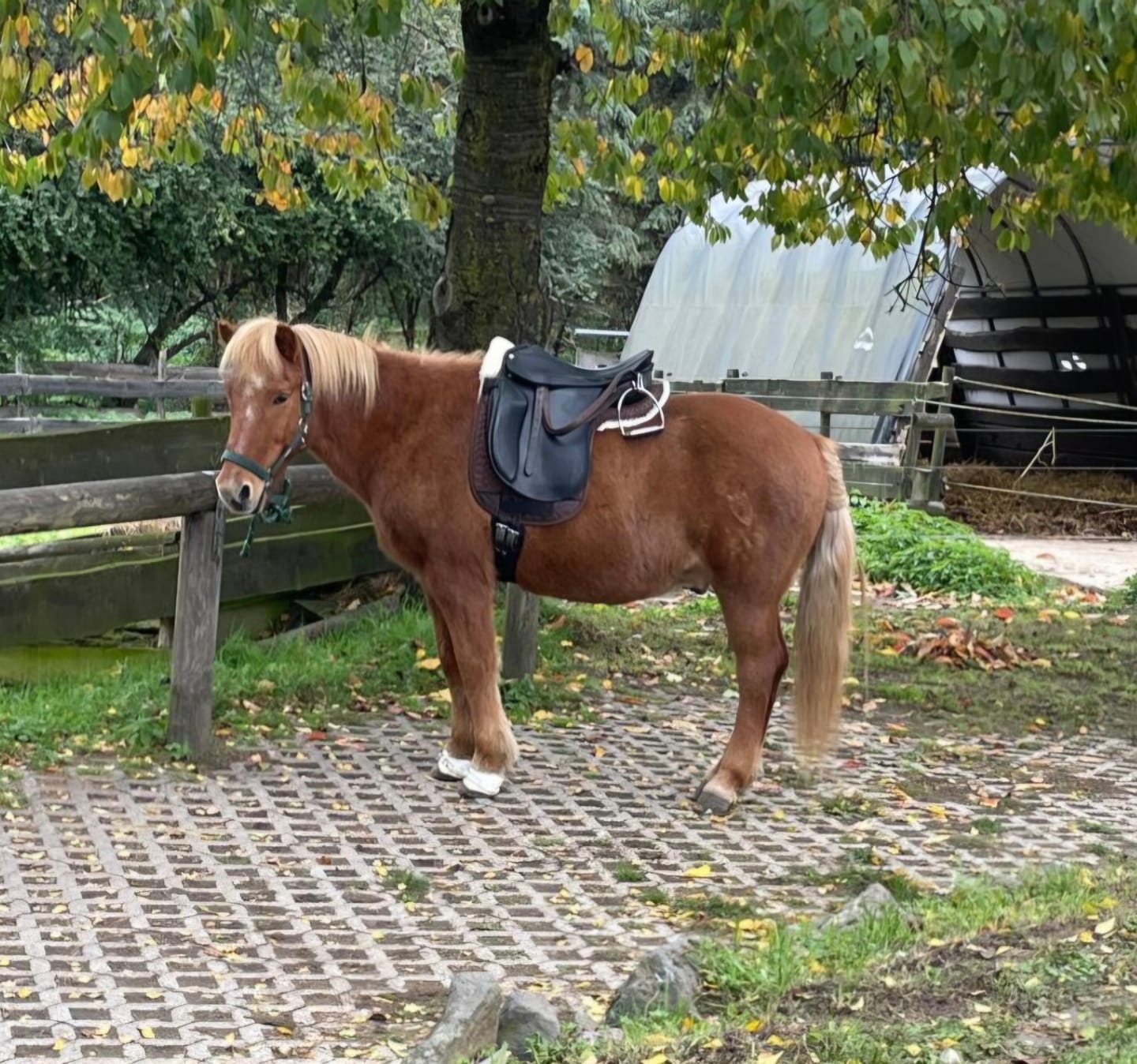 Customer photo review of Engel - Sadek1A Korrektur Aufpolster Satteldecke