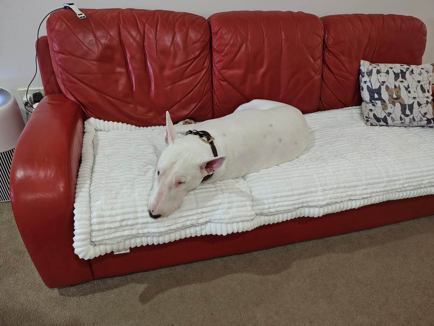 Customer photo review of Cosy Couch - Couch Cover