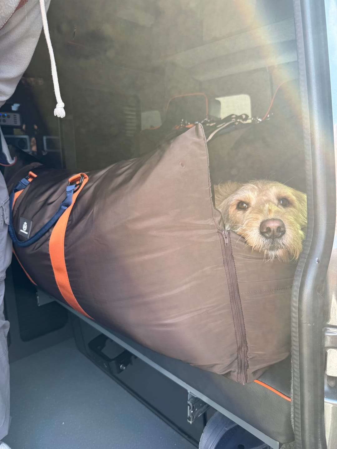 Customer photo review of Travel Dog Pod XL