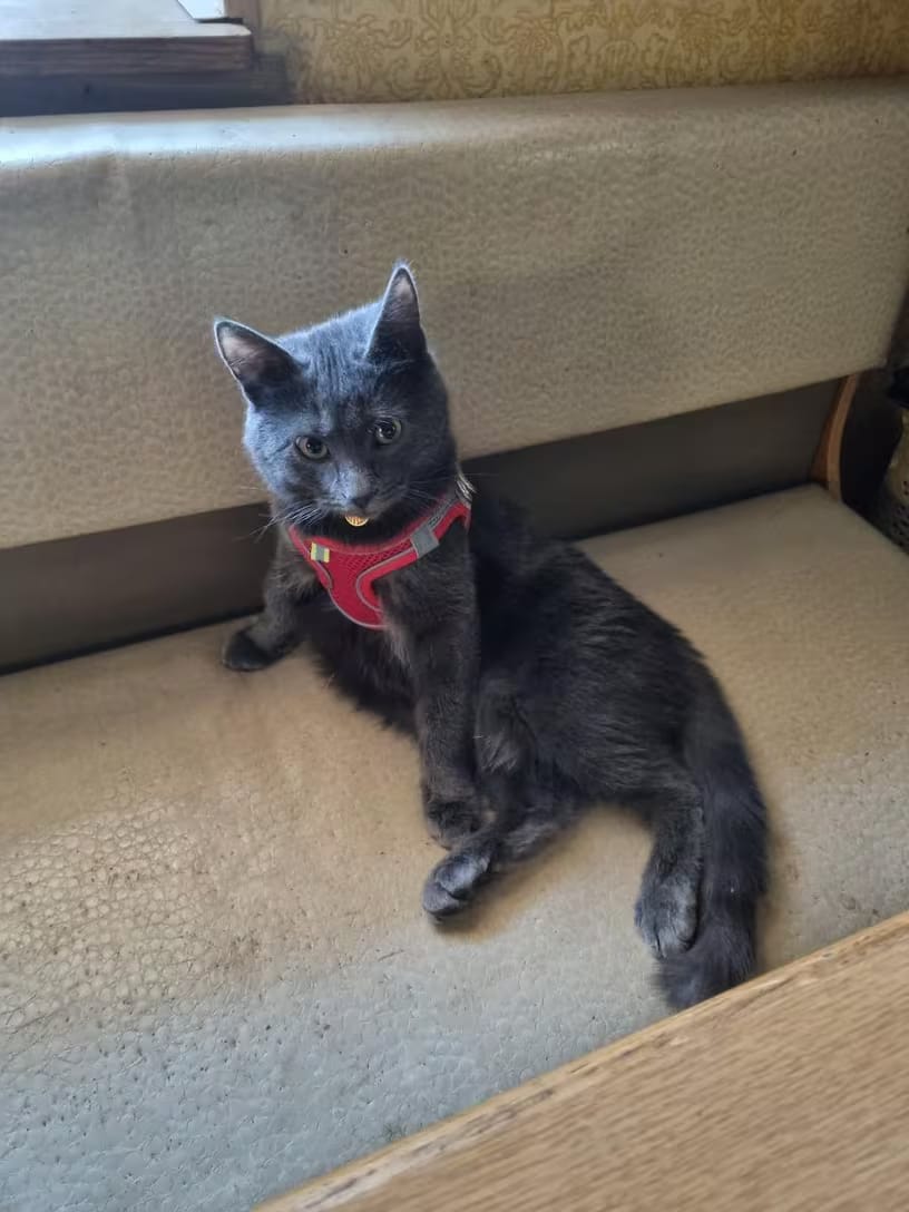 Customer photo review of Harnais Anti-Fugue pour Chat