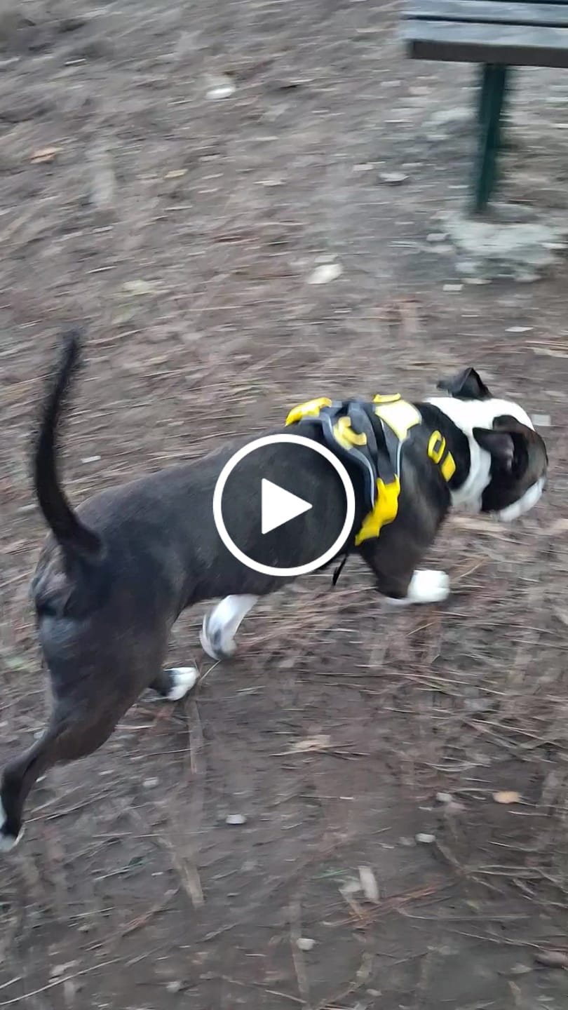 Customer video review of Anti Pull Hurricane Harness Lighter | With Handle - Black X Yellow