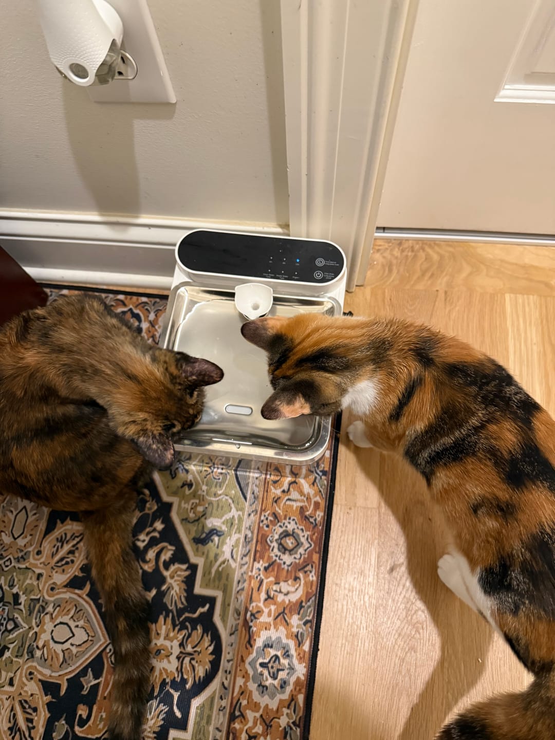 Customer photo review of Purestream AquaOne - Automatic Cat Fountain