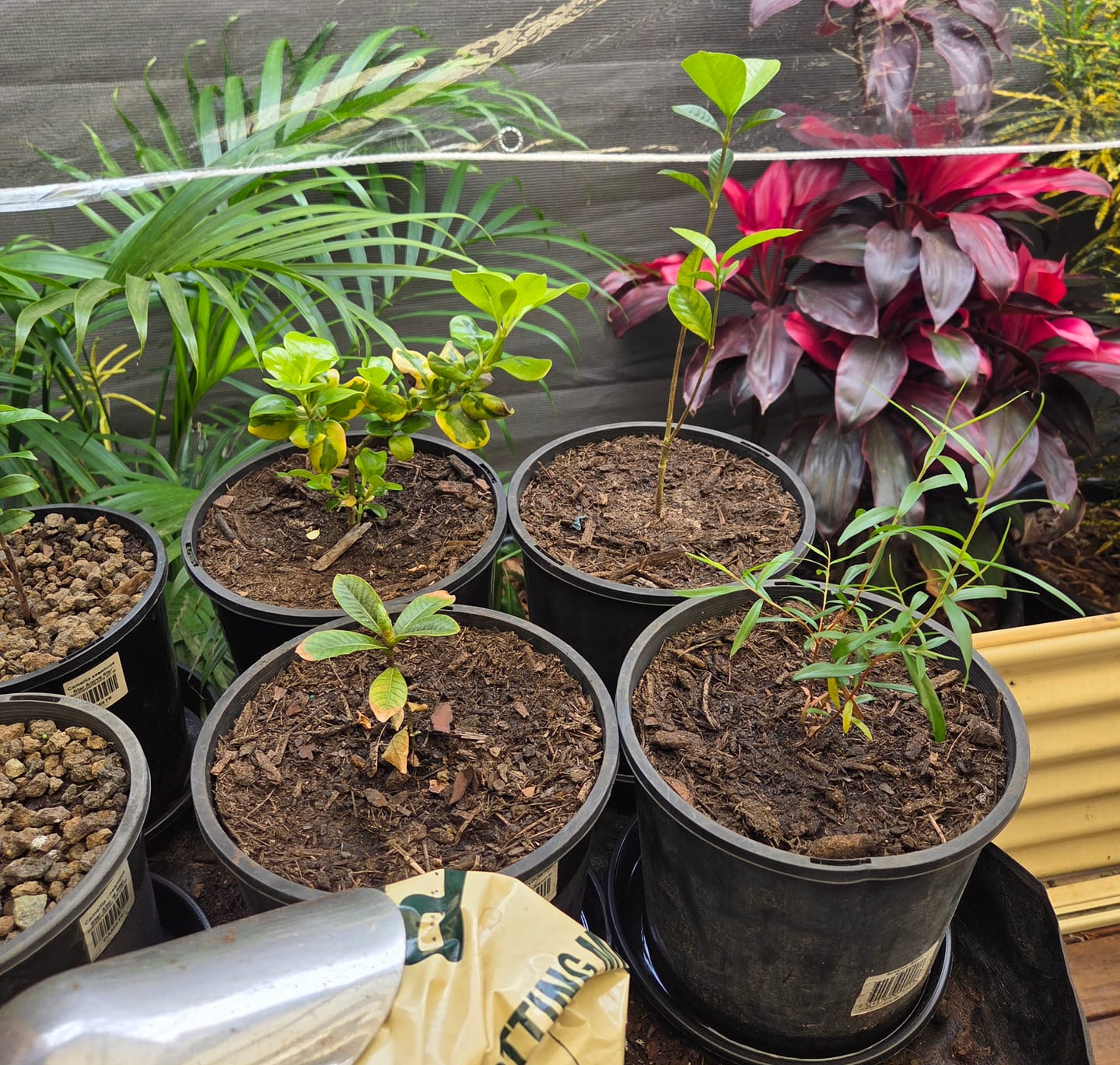 Customer photo review of Star Gardenia - Gardenia grandiflora 'Star'