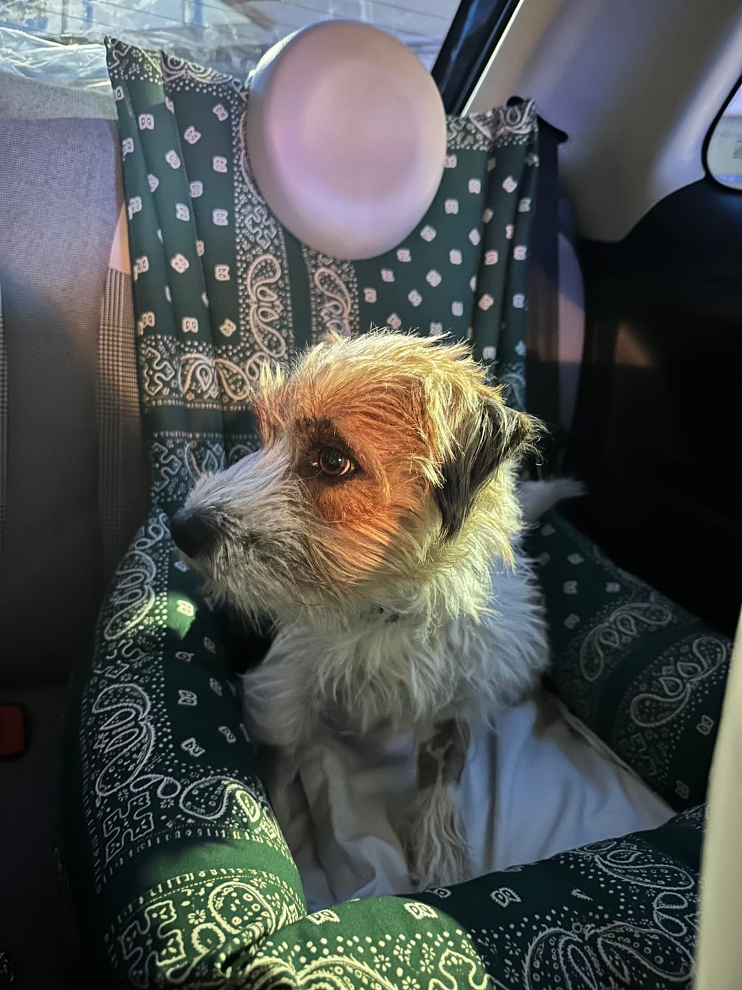 Customer photo review of Seggiolino Auto Cotone Premium Bandana Verde