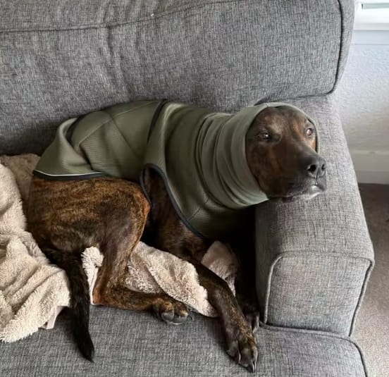 Customer photo review of PawCalm™ Calming Wrap