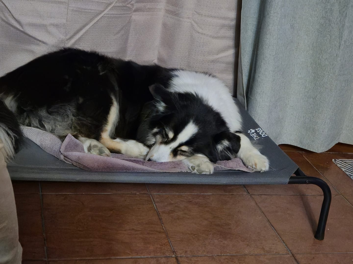 Customer photo review of Cama Elevada THE DOGS