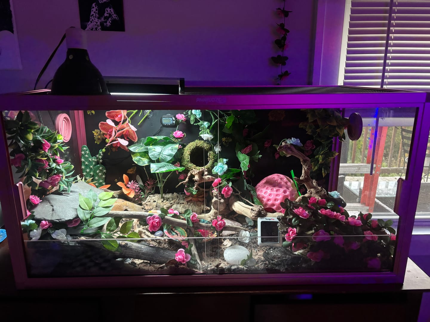 Customer photo review of 50 Gallon Leopard Gecko & Crested Gecko Enclosure 36x18x18