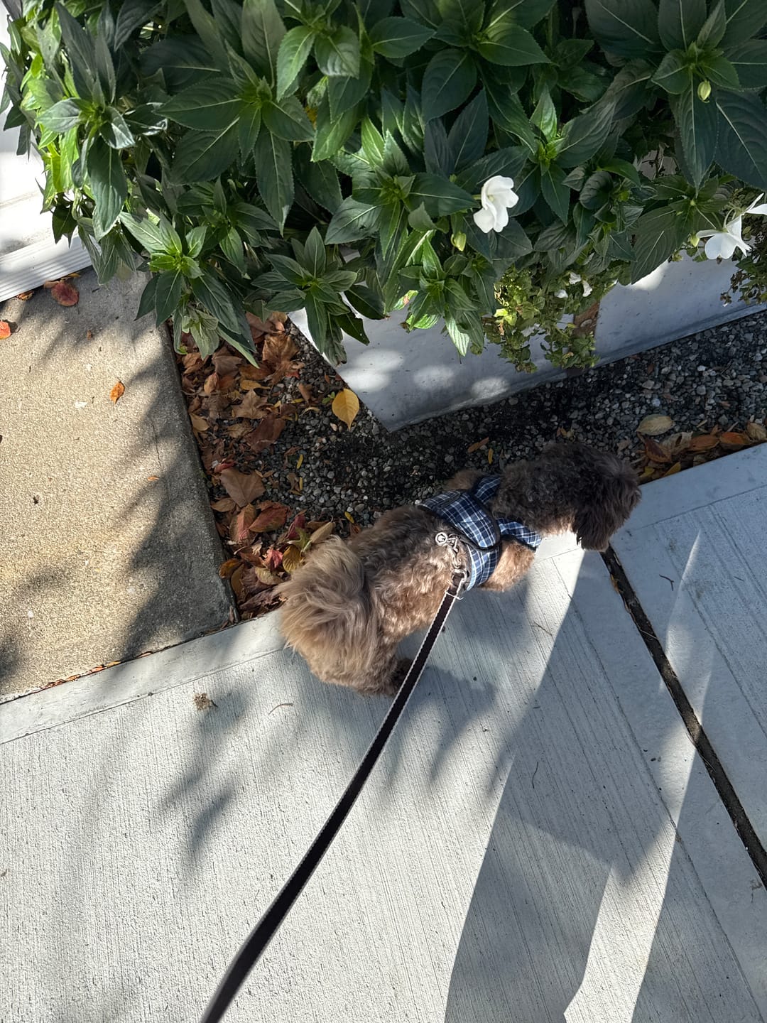 Customer photo review of WagWarmers