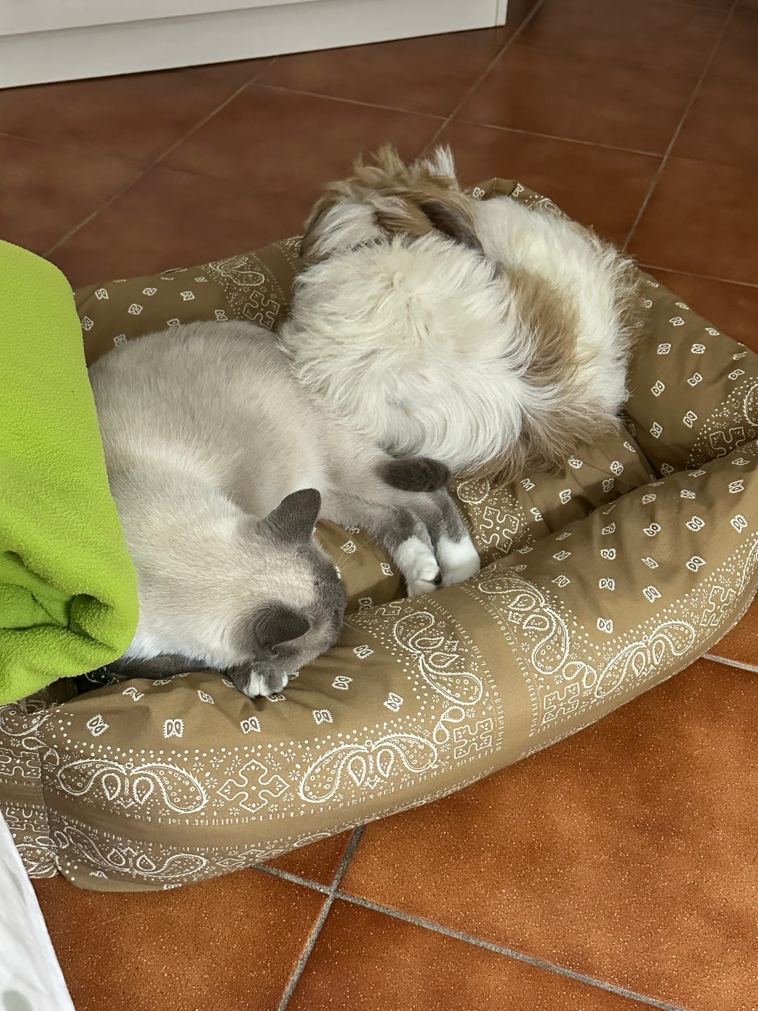 Customer photo review of Cuccia Divanetto Cani Bandana Beige | Made in Italy