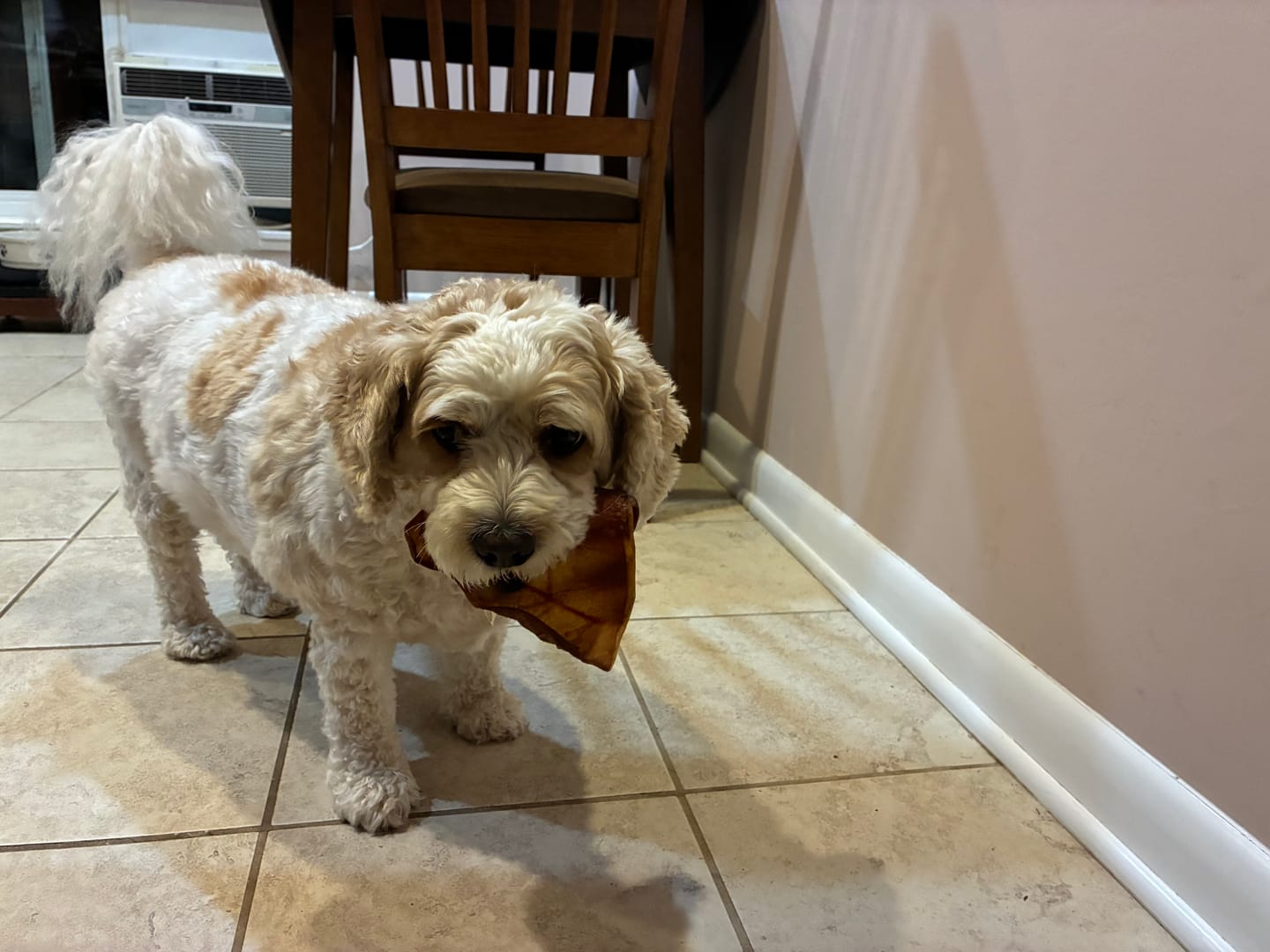 Customer photo review of Whole Pig Ear