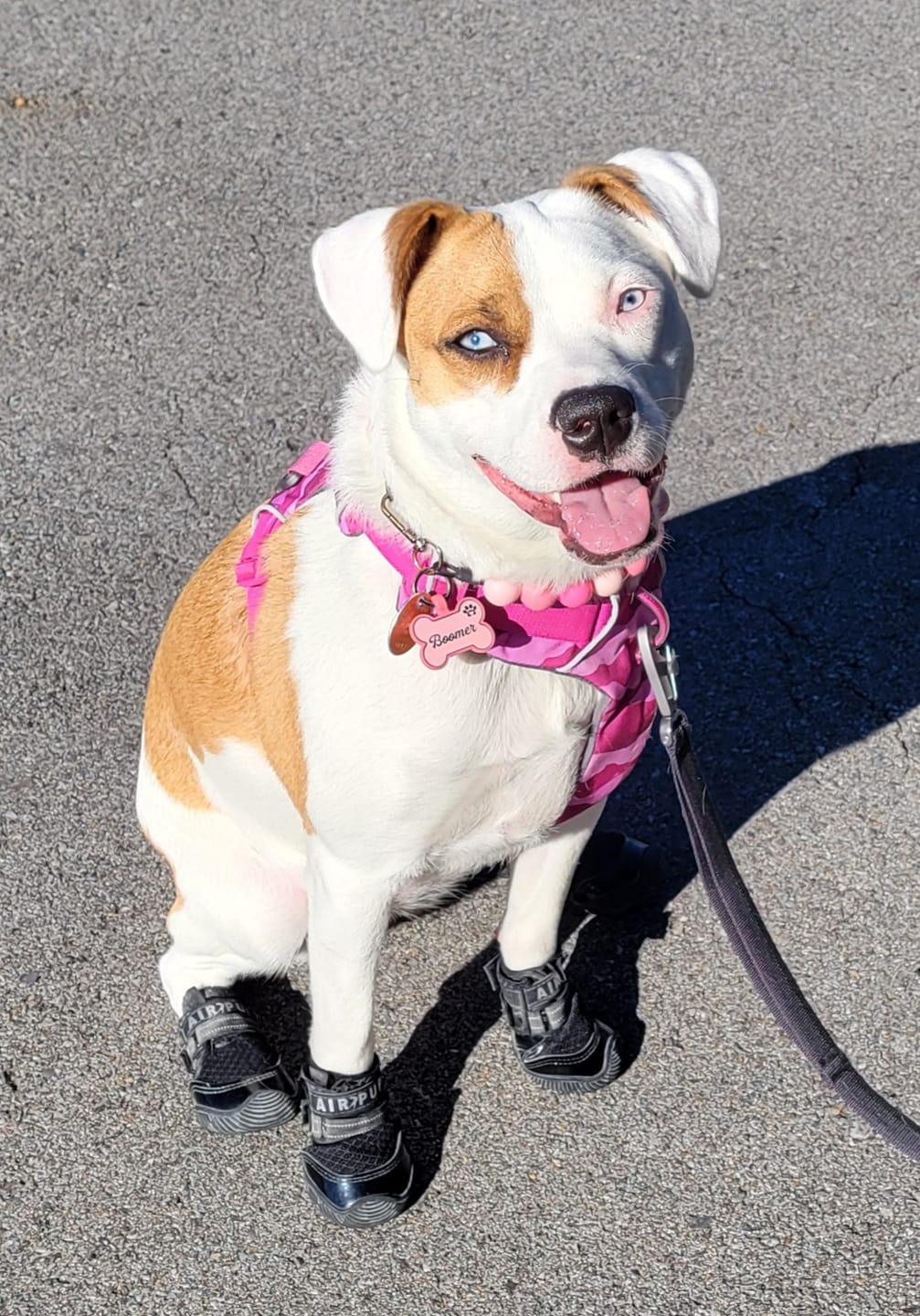Customer photo review of AIR PUP DOG SHOES - SET OF 4