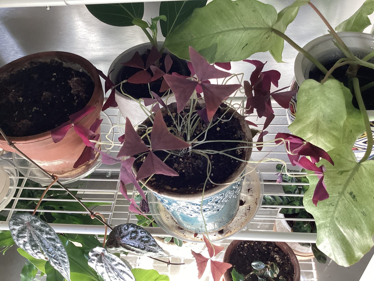 Customer photo review of Oxalis triangularis 'Ebony Allure'