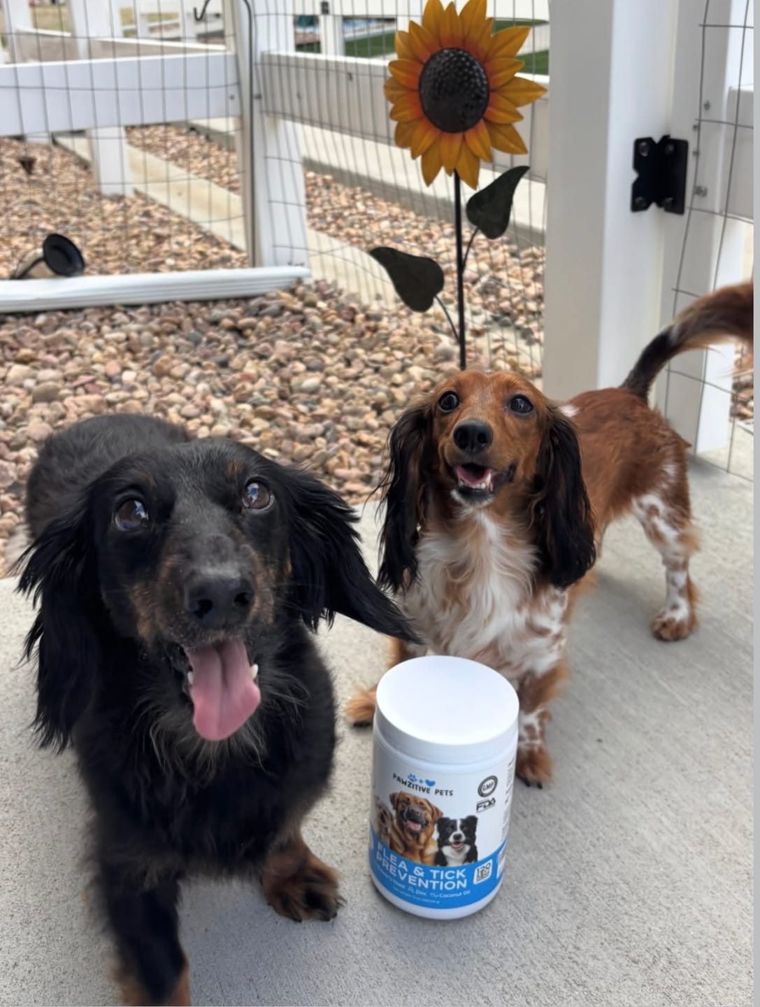 Customer photo review of Dog Flea and Tick Prevention for Outdoor & Seasonal Protection – Skin & Coat Support, 120 Soft Chews (Beef Flavor)