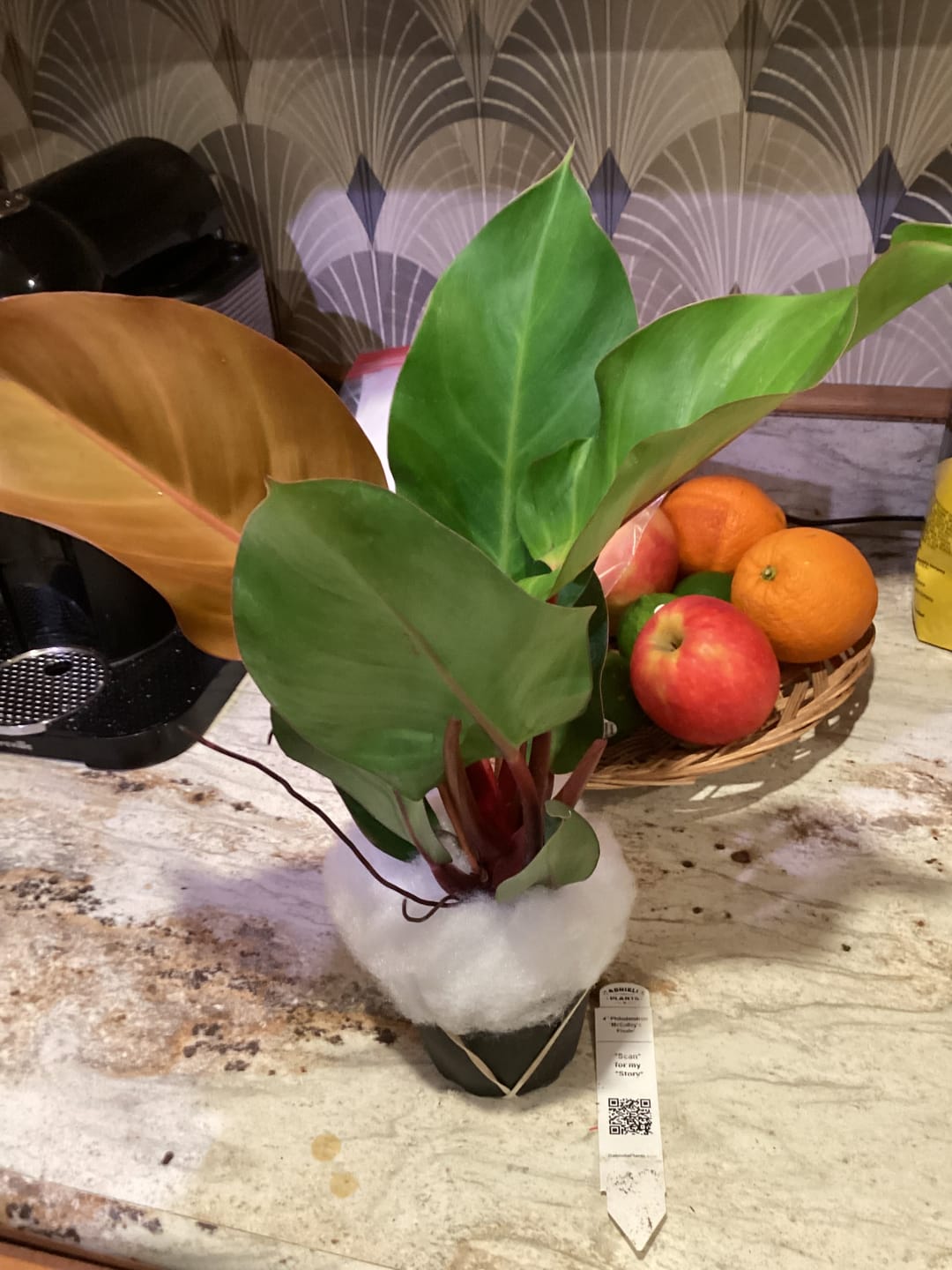 Customer photo review of Philodendron 'McColley's Finale'