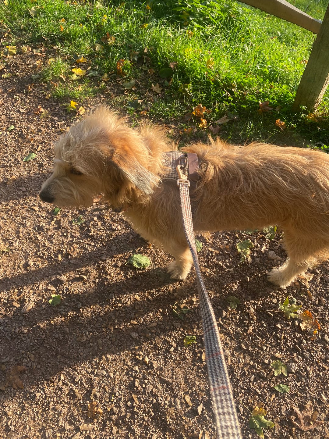 Customer photo review of Heritage Plaid Trail & Glow Dog Harness, Lead & Collar Bundle