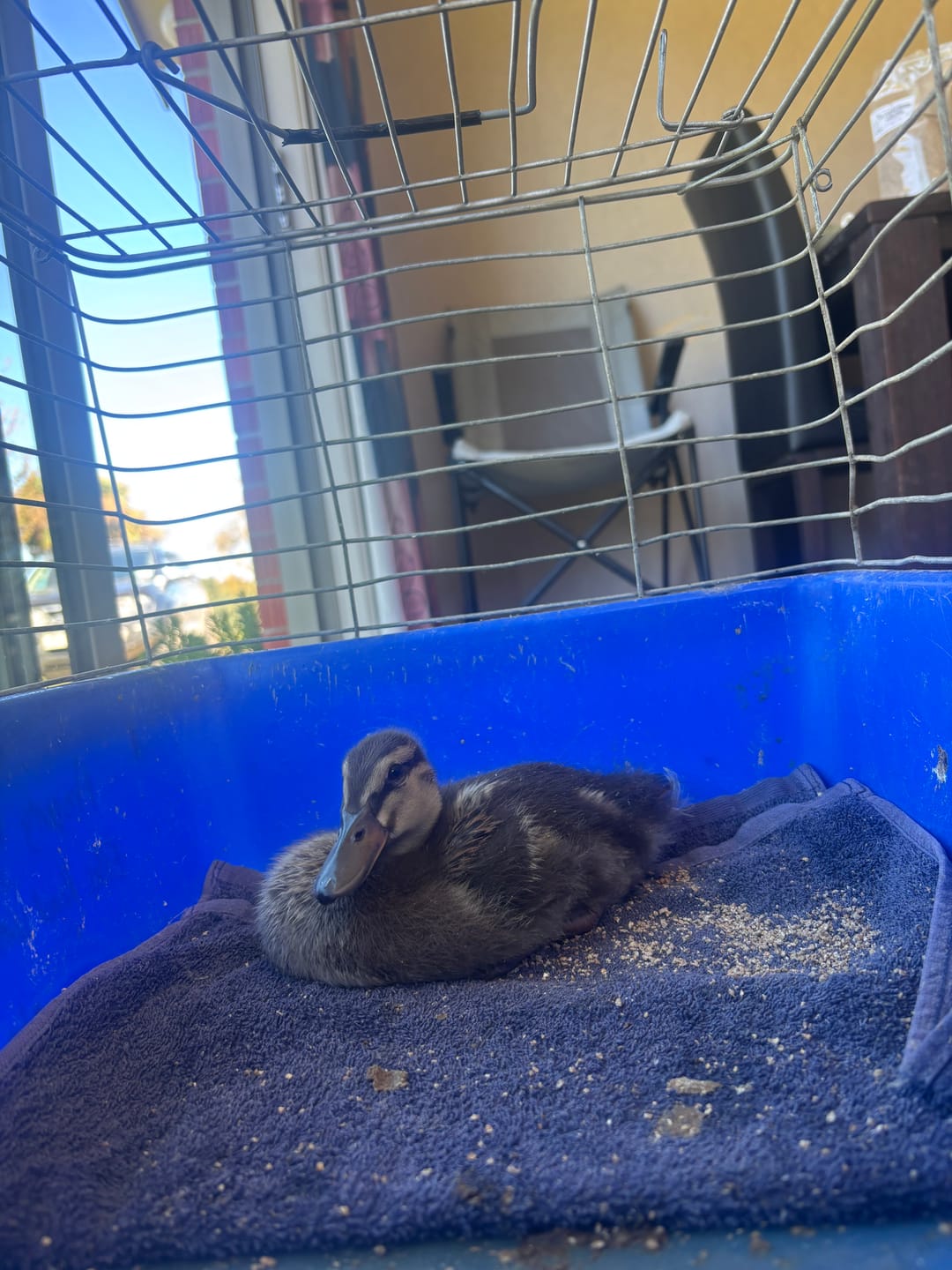 Customer photo review of Gamebird & Quail Crumble 2kg  (suitable for ducklings upto 5 weeks)