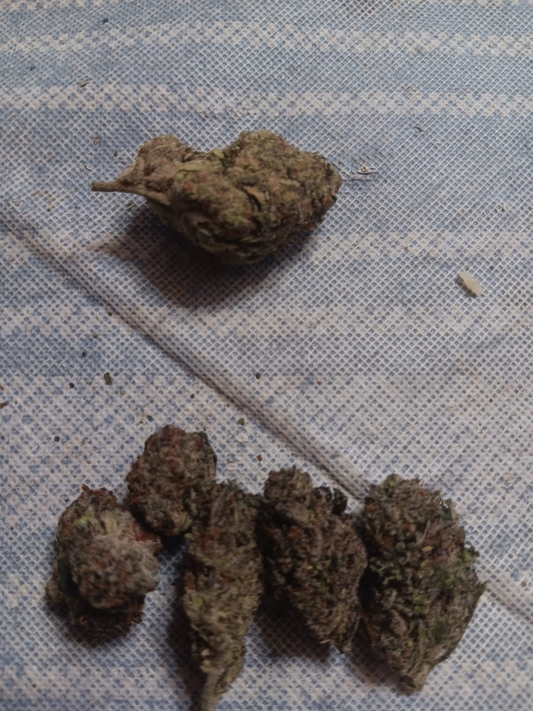 Customer photo review of Cheap Indoor THCA Flower Ounce