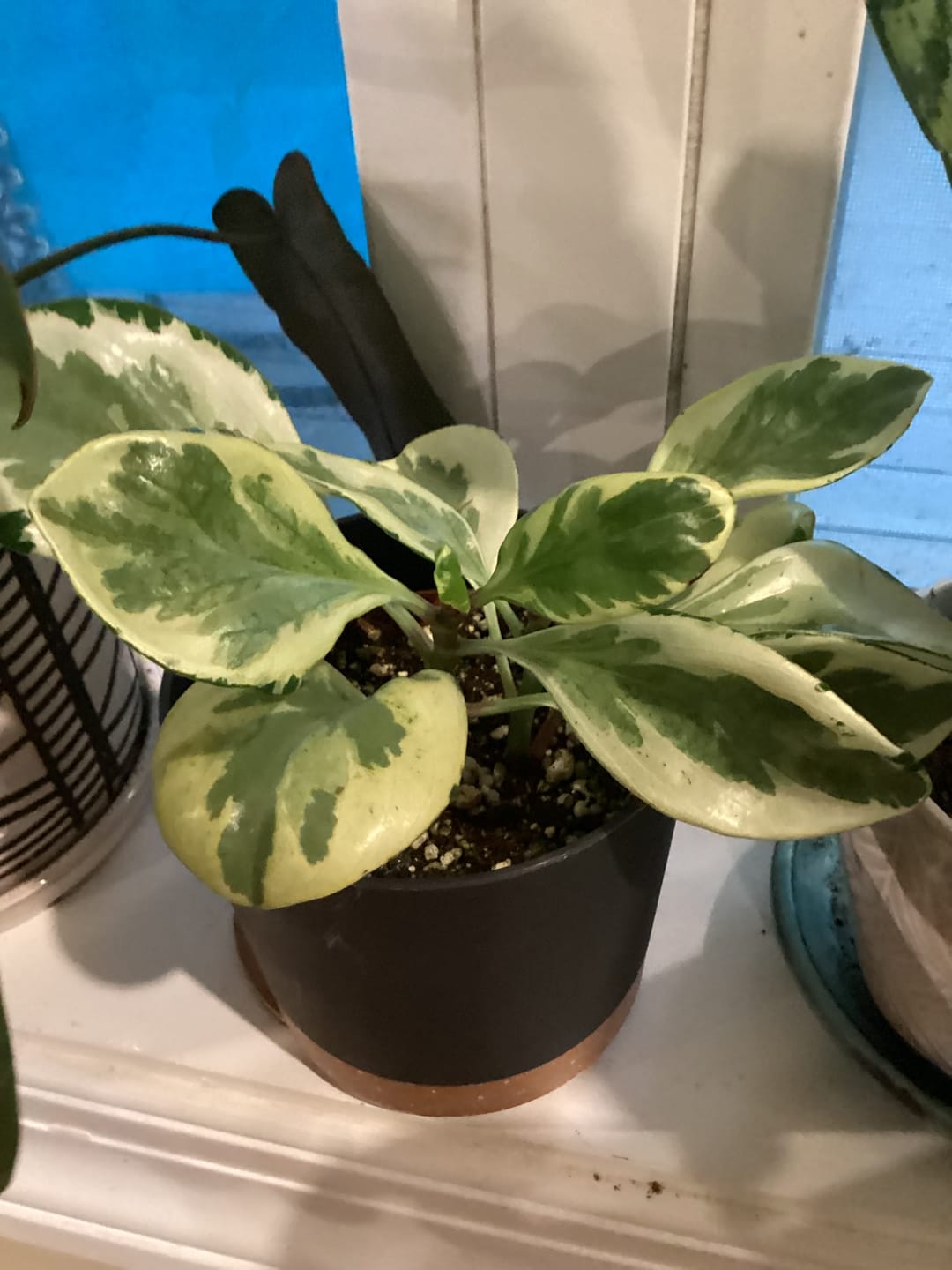 Customer photo review of Peperomia obtusifolia 'Golden Gate'