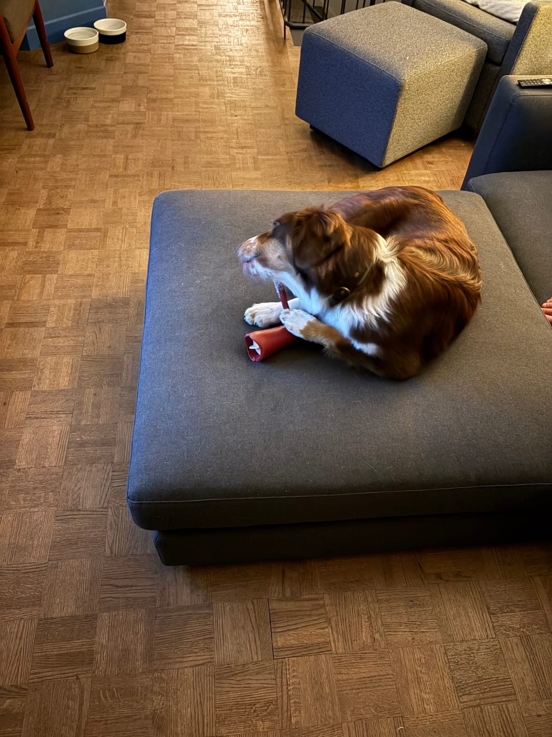 Customer photo review of Bully Stick Safety Holder