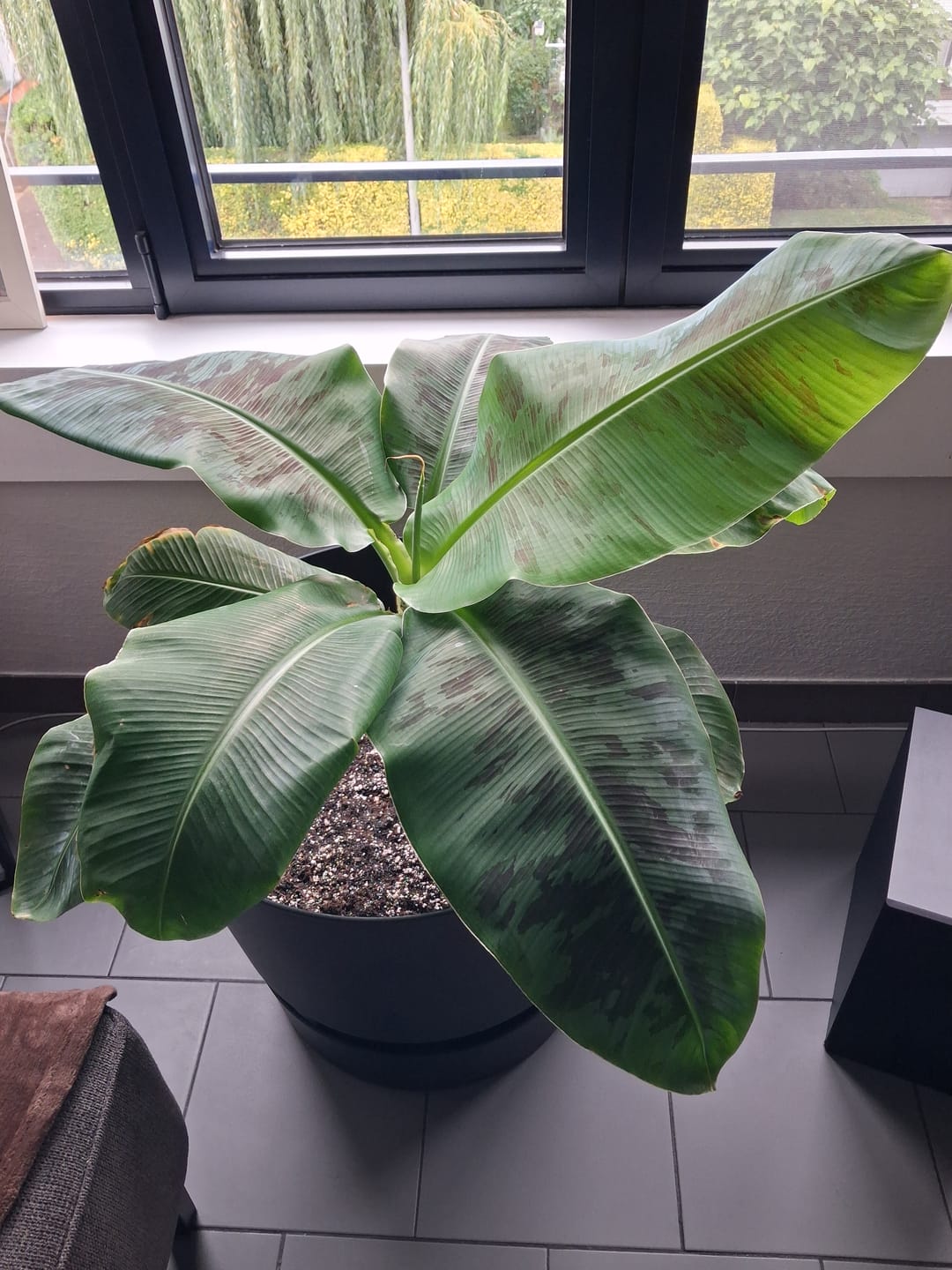 Customer photo review of Calathea & Maranta Mix