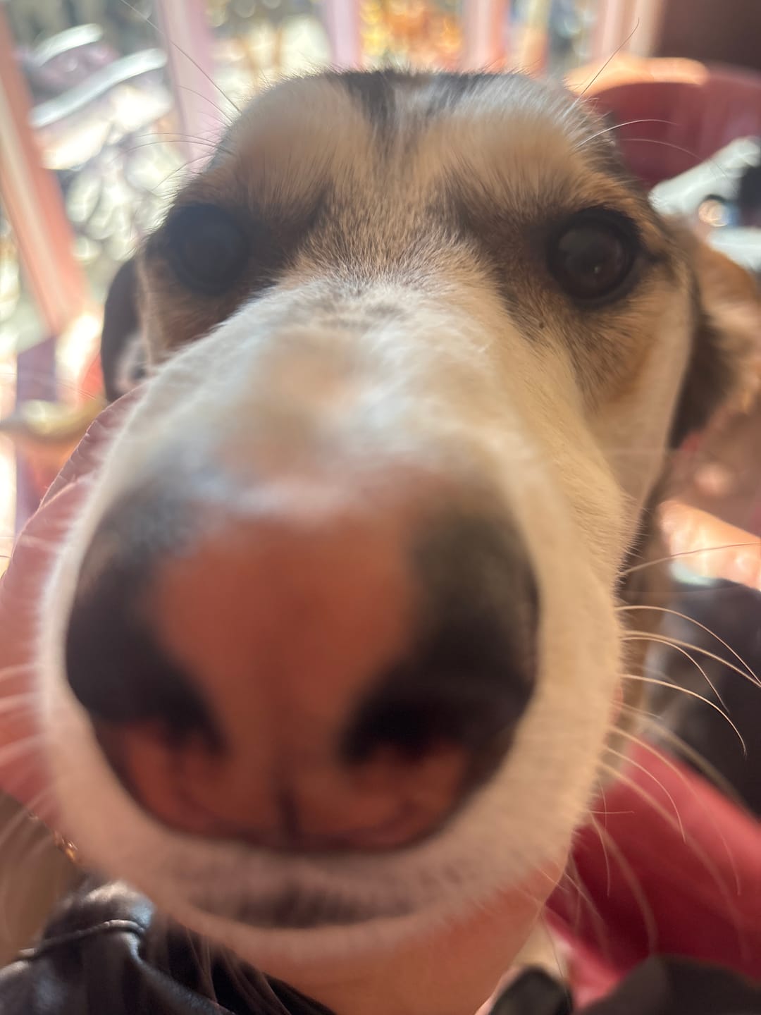 Customer photo review of Vrac Nature's Own - Oreille de Boeuf pour chien