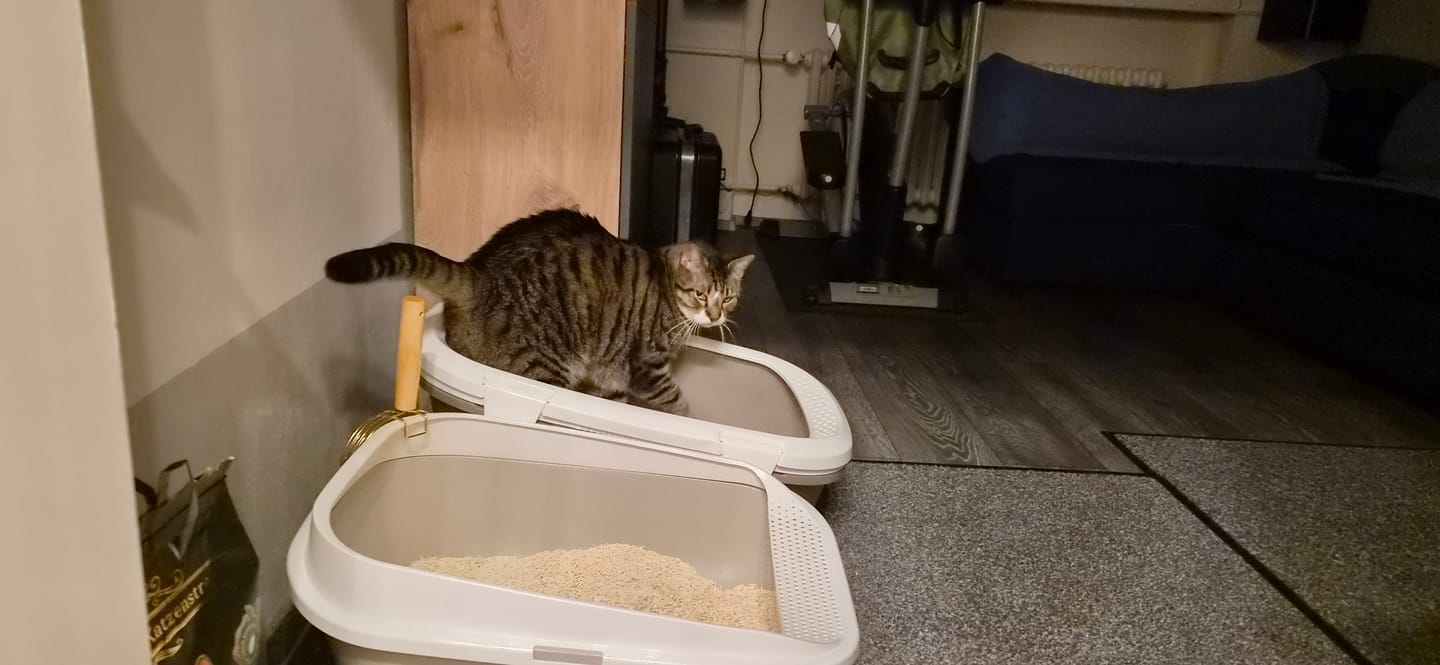 Customer photo review of Naturreines Katzenstreu