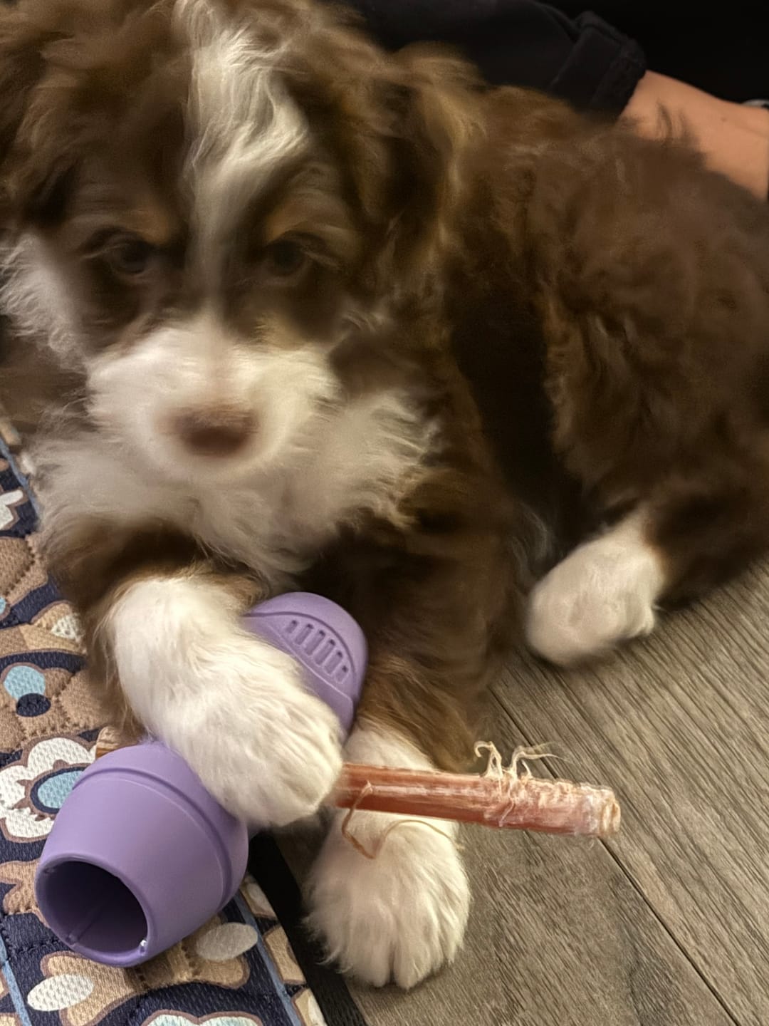 Customer photo review of 6 Inch Thick Bully Stick
