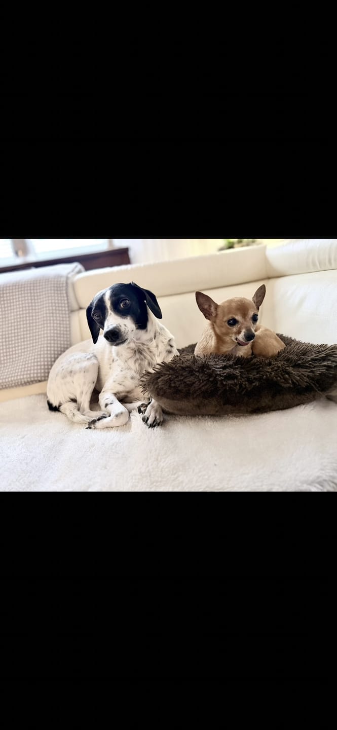Customer photo review of Wurmtest Plus Hund