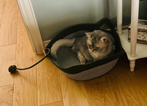 Customer's gray and dark green Instinct Basket with a resting cat on a wooden floor.