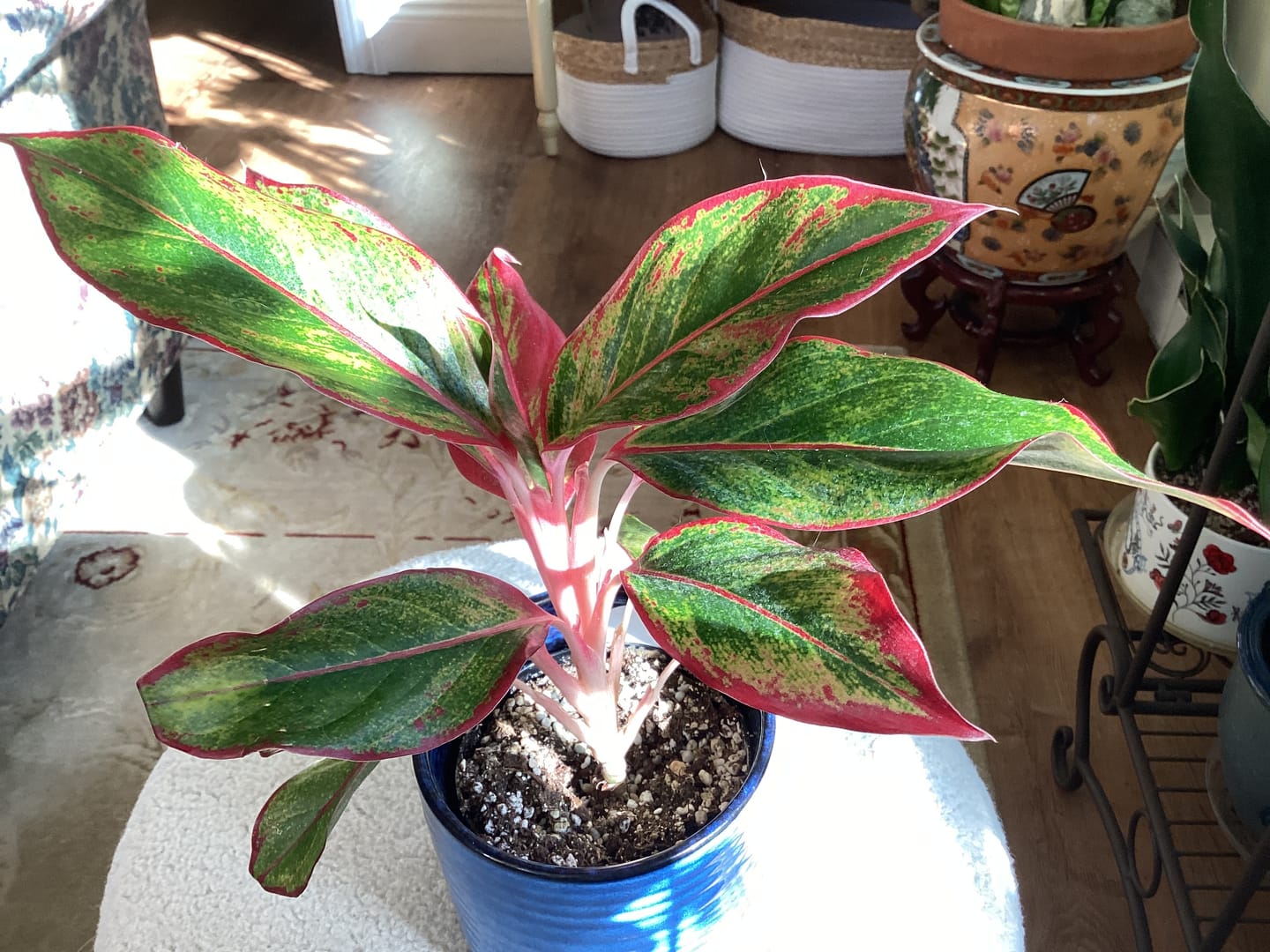 Customer photo review of Aglaonema 'Jasper Jones'