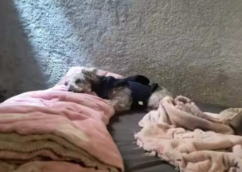 Customer photo review of PawCalm™ Calming Wrap
