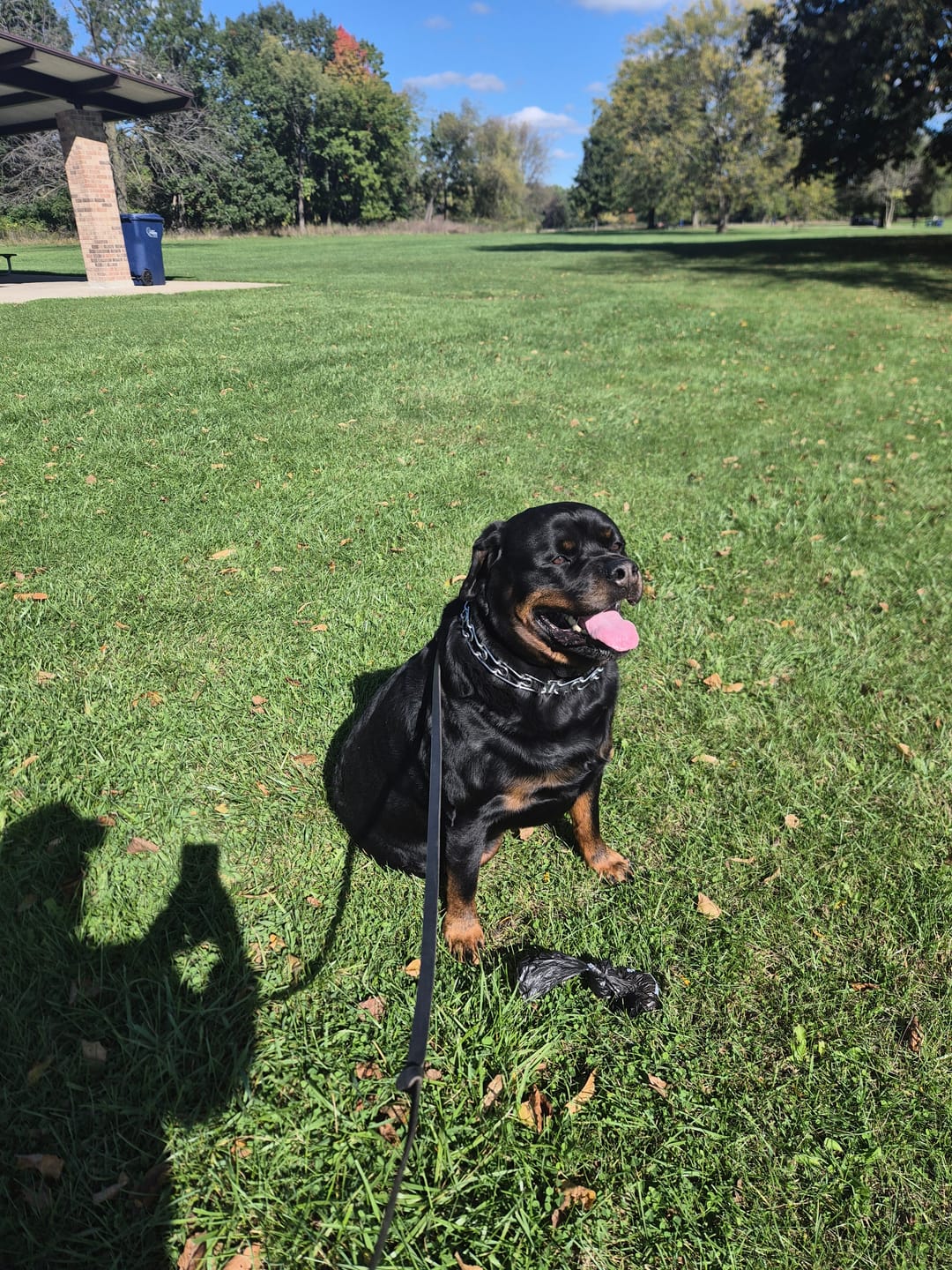 Customer photo review of Big Ass Poop Bags